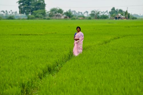 Intialainen nainen seisoo riisipellolla